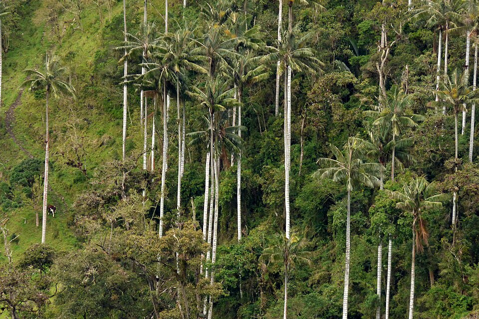 Palmas de cera del Eje Cafetero